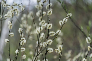 Willow in spring. Early spring in the forest.
