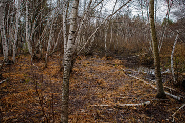 Fototapeta na wymiar birch groves and marshes. Russian landscape