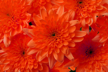 Red aster flower. Nature background.