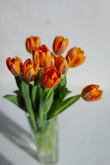 Spring orange tulips in a vase on the white