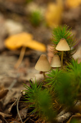 moss and mushroom in the forest. macro