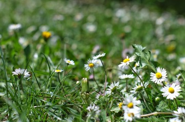 Prato di margherite in primavera