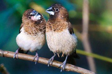 Two Society Finch birds, Bloedel Conservatory Vancouver BC, Canada