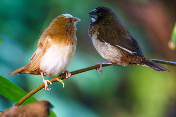 Two Society Finch birds, Bloedel Conservatory Vancouver BC, Canada