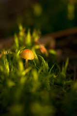 mushroom in grass