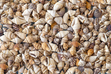 Background made of many tiny seashells