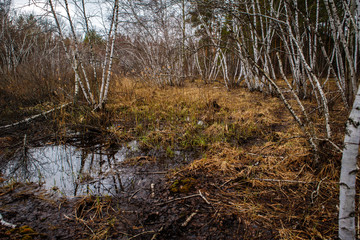 birch groves and marshes. Russian landscape