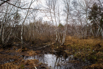 Obraz na płótnie Canvas birch groves and marshes. Russian landscape
