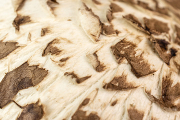 Closeup of fresh brown mushroom portobello macro