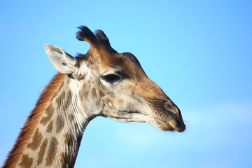 Naklejka premium Giraffe / Giraffe / Giraffa Camelopardalis