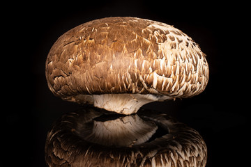 One whole raw fresh brown mushroom portobello isolated on black glass