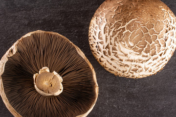 Group of two whole fresh brown mushroom portobello ventral view flatlay on grey stone