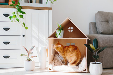 Cat in wooden cat house