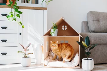 Rolgordijnen Cat in wooden cat house © sweetlaniko