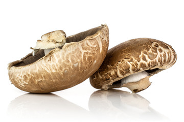 Obraz premium Group of two whole fresh brown mushroom portobello isolated on white background