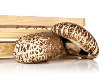 Group of two whole fresh brown mushroom portobello with wooden crate isolated on white background