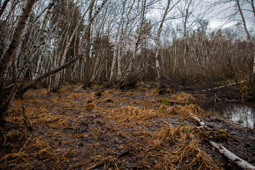 birch groves and marshes. Russian landscape