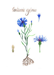 Watercolor illustration of blue cornflower plants. Botanical hand painted details.