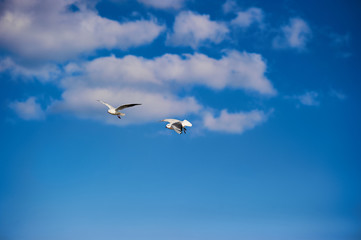 seagull flying in the blue sky