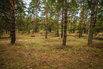 thick pine forest. Russian landscape