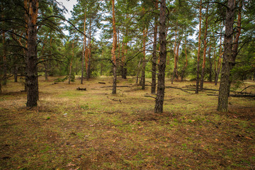 Obraz premium thick pine forest. Russian landscape