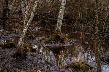 birch groves and marshes. Russian landscape