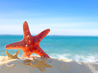 Fototapeta na wymiar Starfish on a sandy tropical beach.Summer concept.