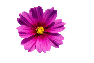 Obraz premium Sweet colorful bright of Pink Cosmos flower On white isolated background, to nature concept.