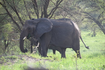 elephant and calf