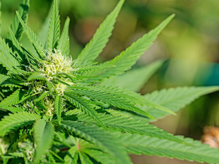 Hanf, Cannabis sativa, Blätter und Blüten