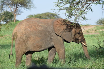 elephant in the wild