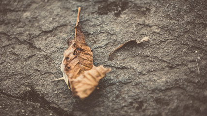 Dried Leaf On Floor