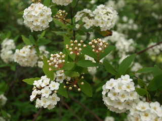 Spiraea arguta Spirée blanche ombelles blanches