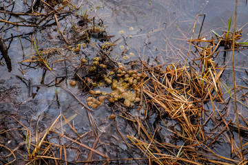 birch groves and marshes. Russian landscape