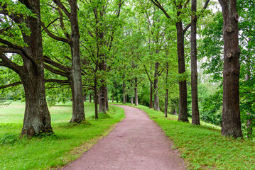 Beautiful green alley in the Park. Park in Oranienbaum town, Suburb of St. Petersburg, Russia