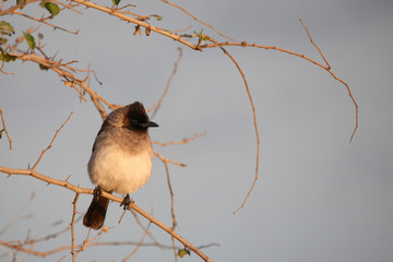 Graubülbül / Black-eyed bulbul - Dark-capped bulbul / Pycnonotus barbatus