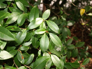 Prunus laurocerasus Laurier cerise