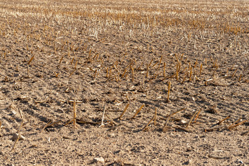 Nahaufnahme eines Stoppelfelds im Herbst