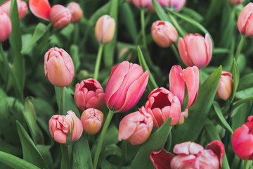 Colorful tulips flower field.