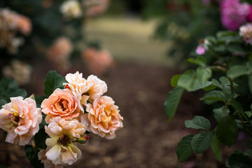 Lachsfarbene Rosen