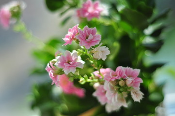 kalanchoe