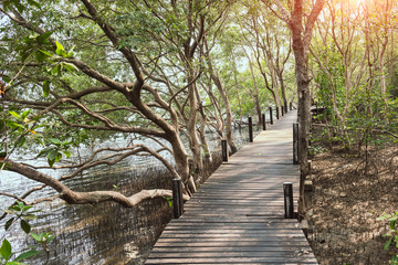 Wooden bridge with the mangrove forest.