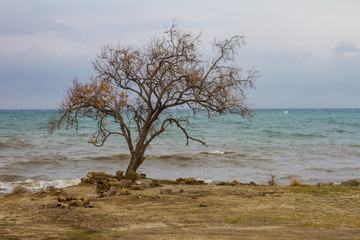 tree on the beach