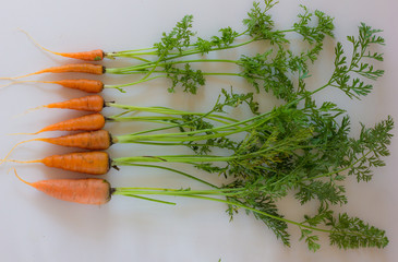 Fresh carrots and carrot stalks on white background; flat lay; organic veggetables