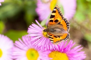 Small tortoiseshell (Aglais urticae) on a Mexican fleabane or Erigeron karvinskianus in flower.