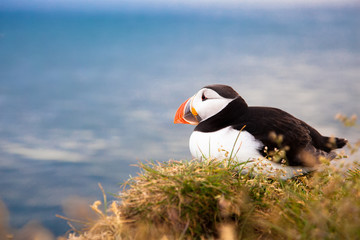one bird puffin on the background of the sea on a cliff with daisies at sunset in Iceland.