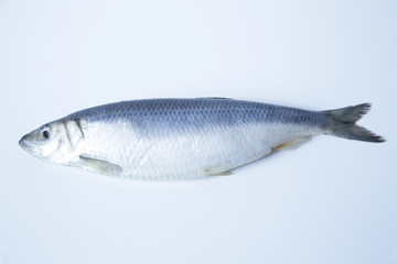 fresh herring isolated on white background with copy space for text. Flat lay. Top view.