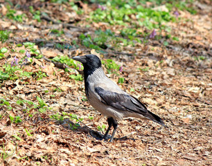 crow