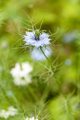 close-up of Nigella damascena flower, blue or white