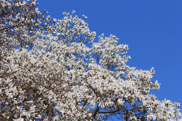 the riot of spring flowering magnolias